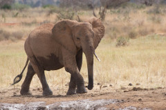2019_Kenia-1