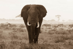 2019_Kenia-20