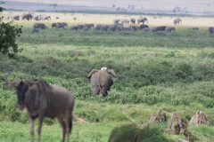 2019_Kenia-21