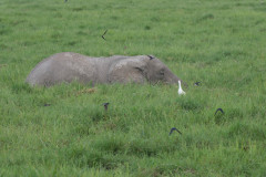 2019_Kenia-28