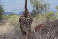 2019_Kenia-71